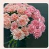 user558040511633
