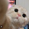 amllstyningrm
