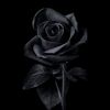www.dark_rose