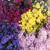 matchaflower12