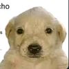 joshua_971