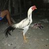 bisri_176