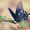 karifat207