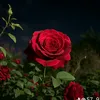 user2900211333750