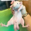 ratabourse