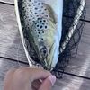 fishy.fishing.kyl