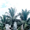 anh.vit.nguyn03
