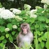 monkey