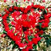 alisha.thakuree7