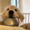 animals best video
