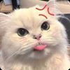 kitsadapha11