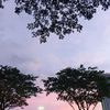 blueberrysice_