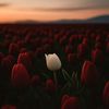 rooh_12300