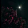 aldana.alotaibi