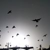 _bintfulan