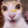 idkshilolstellielee2