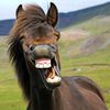 laughhardmf