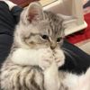 meoowscats