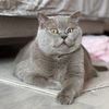 mortythecat2018