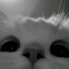martn_885_