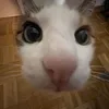 siusiaczektech0_
