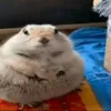 rinisgoated1