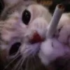 vt.loay.hoay