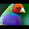 birdlovers122
