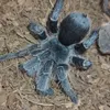 tarantulintequieromusho