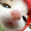 anakorang_972