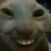 kocobitdau