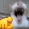 ngoccsfyapl