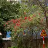 toladodangyeu010