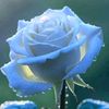 rasdi.sh