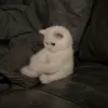 toiw65