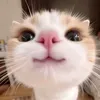 mfissofc