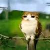 meowl336