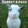 pompompurin_hi