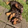threeminidachshunds