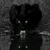 musa_yev048
