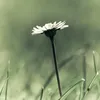 mem01267