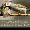 mohsin.iqbal8919