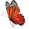 nn.butterfly123