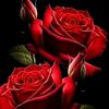 1_rosy_4