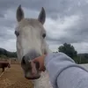 thea_equitation