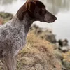 naturspotterrhein
