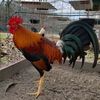 Nathaniel game farm