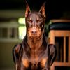 ammar00387
