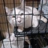catlover8311