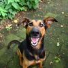 shelterpets7